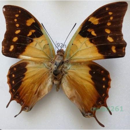 Charaxes cowani Butler, 1878 Senegal 68mm92n